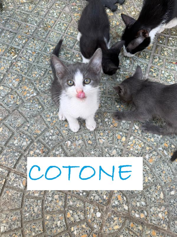 GATTINI DI 2 MESI Foto 4